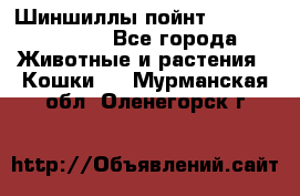 Шиншиллы пойнт ns1133,ny1133. - Все города Животные и растения » Кошки   . Мурманская обл.,Оленегорск г.